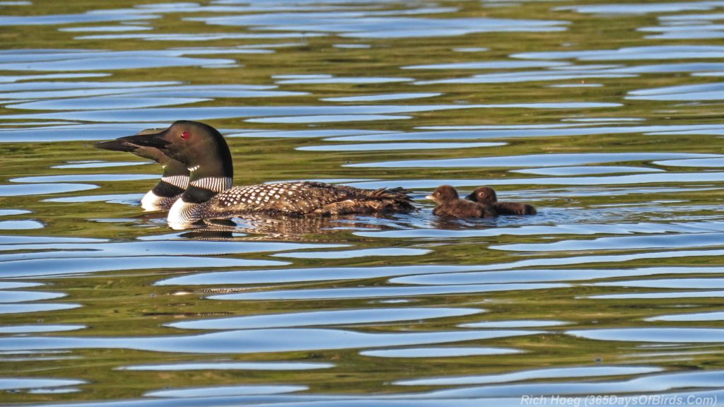 Y3-M06-Northstar-Lake-Common-Loon-06-Family-Swim