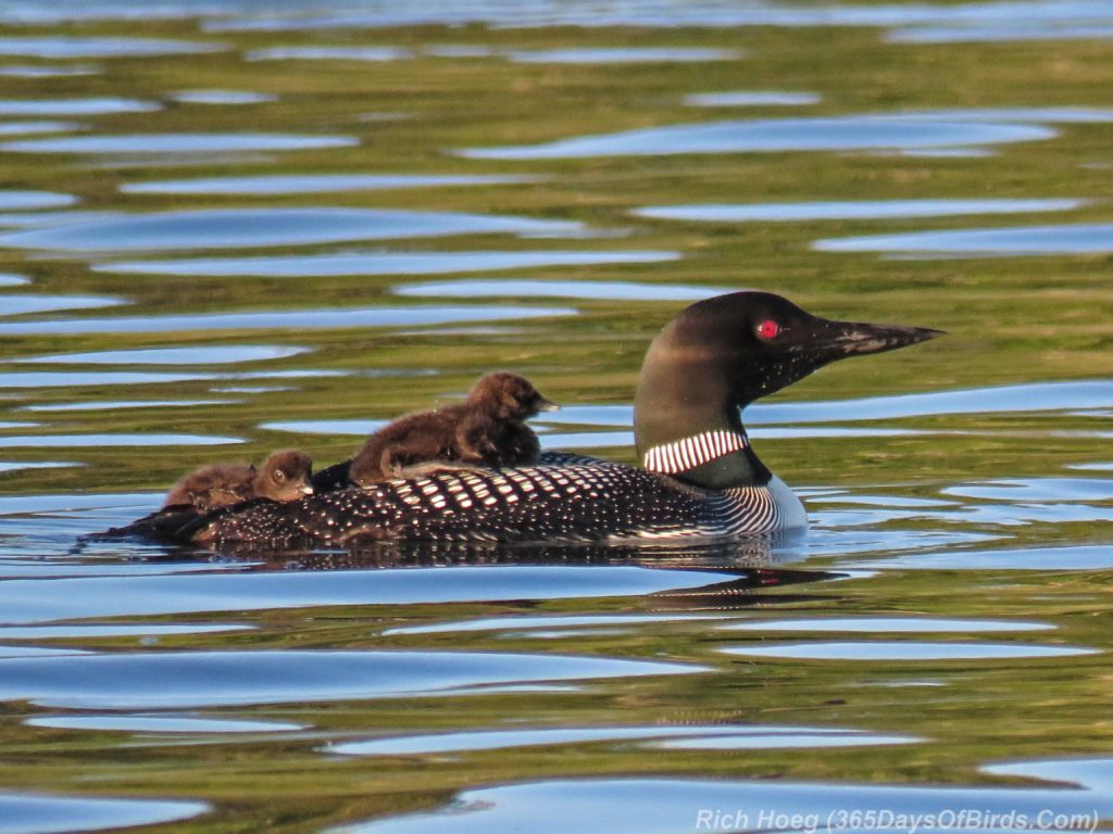 Y3-M06-Northstar-Lake-Common-Loon-07-Piggyback