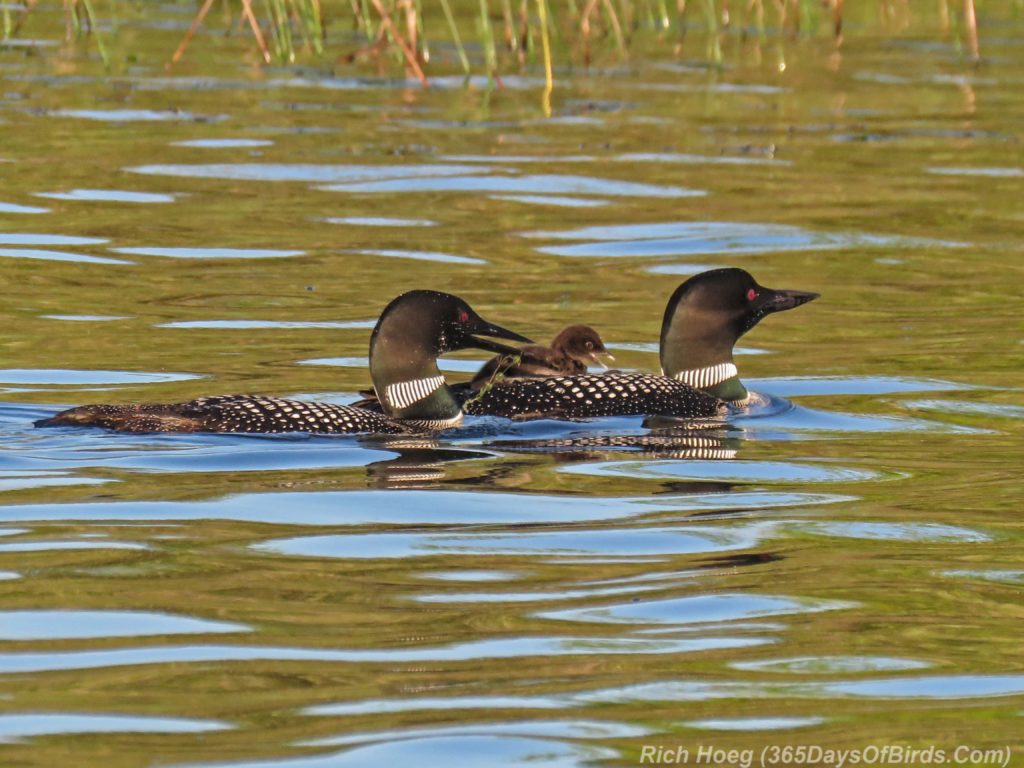 Y3-M06-Northstar-Lake-Common-Loon-10-Piggyback-Feeding