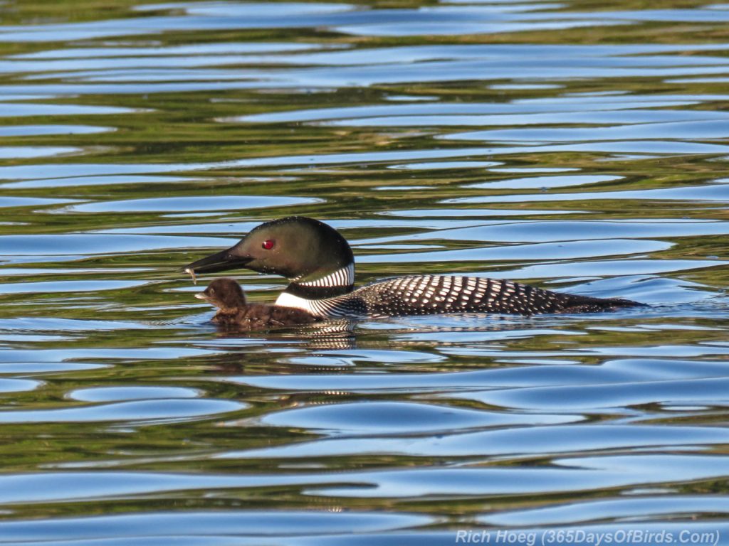 Y3-M06-Northstar-Lake-Common-Loon-12-Feeding