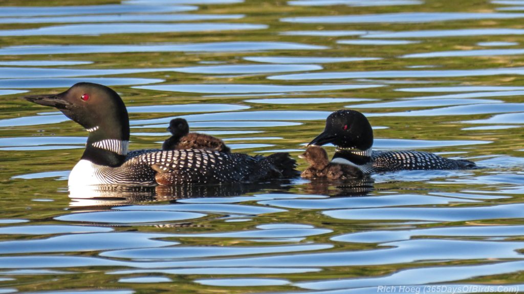 Y3-M06-Northstar-Lake-Common-Loon-13-Piggyback-Feeding