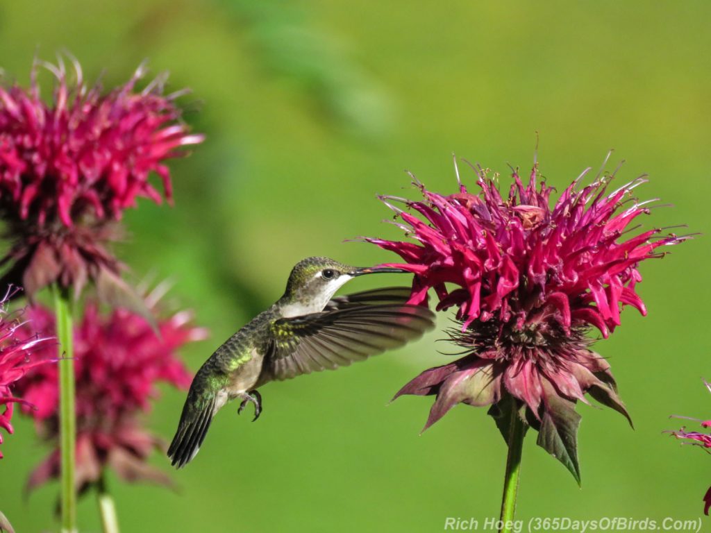 Y3-M07-Amity-Ruby-Throated-Hummingbird-1