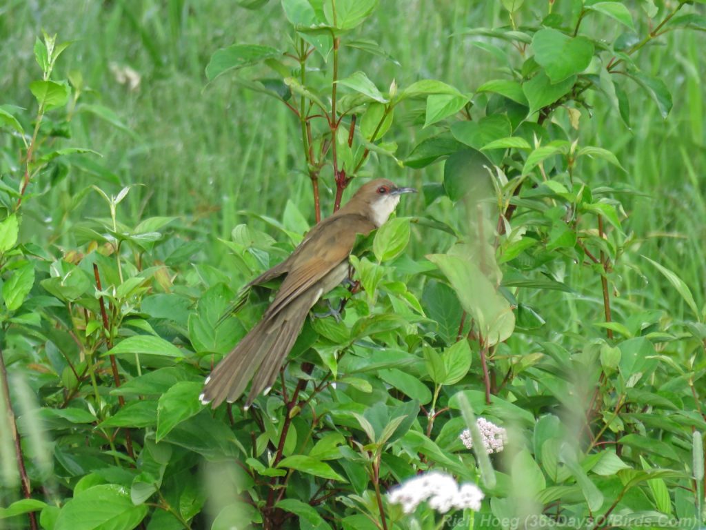 Y3-M07-Cloverland-Black-Billed-Cuckoo-2