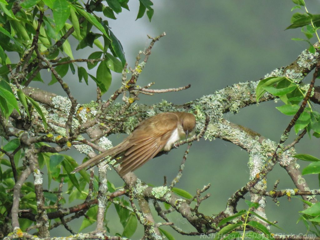 Y3-M07-Cloverland-Black-Billed-Cuckoo-3