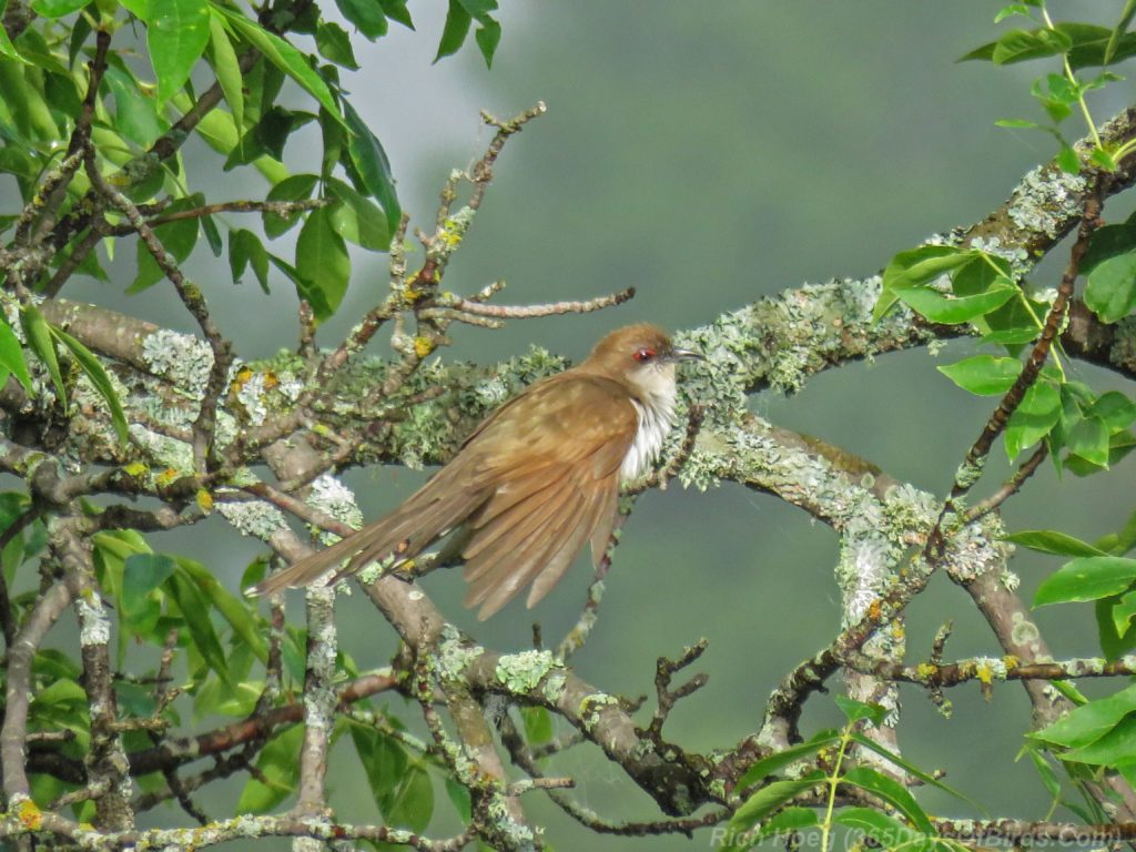 Y3-M07-Cloverland-Black-Billed-Cuckoo-4