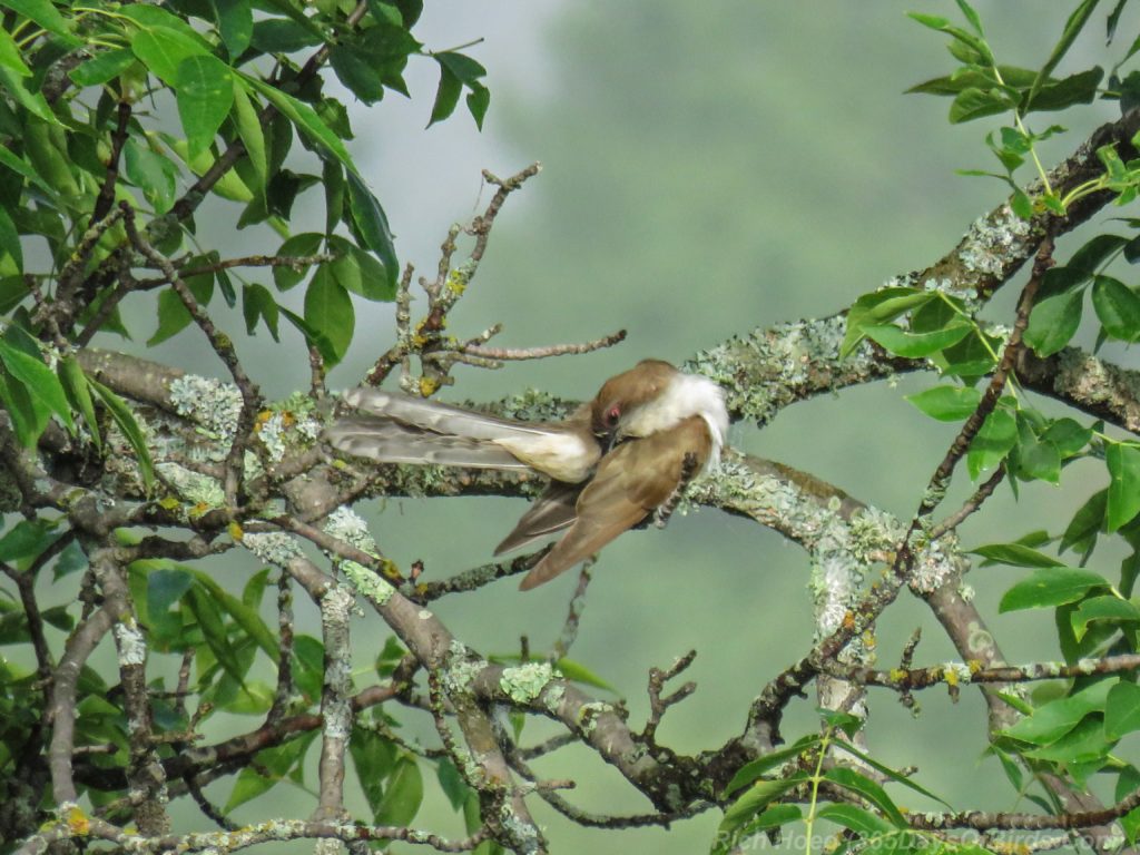 Y3-M07-Cloverland-Black-Billed-Cuckoo-5-preening