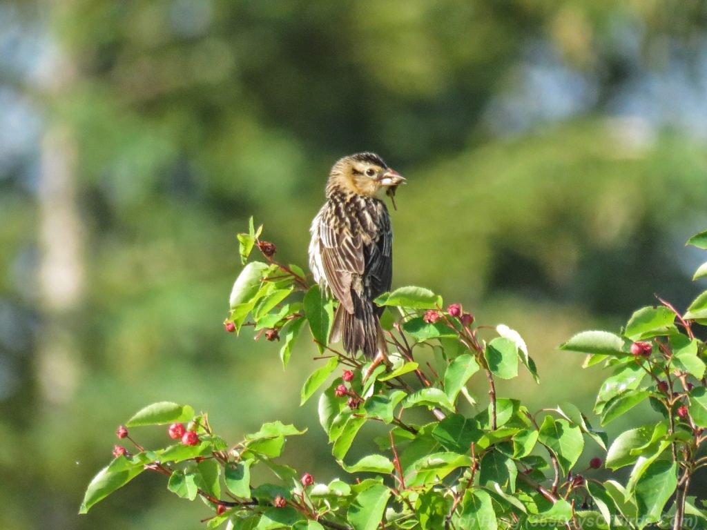 Y3-M07-Cloverland-Bobolink-Female-2