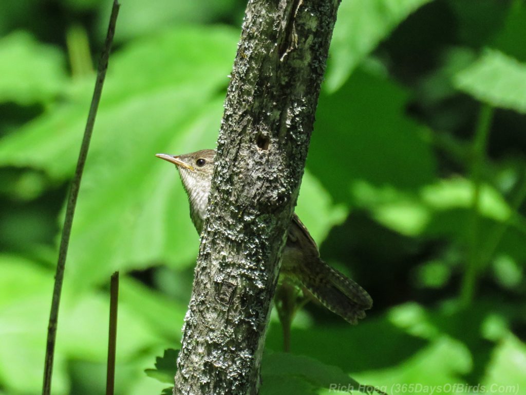 Y3-M07-Cloverland-House-Wren