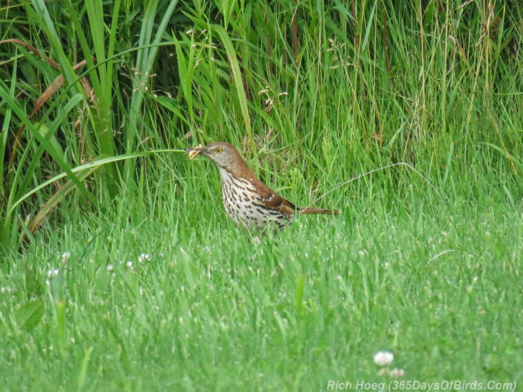 Y3-M07-Cloverland-Township-Brown-Thrasher-1