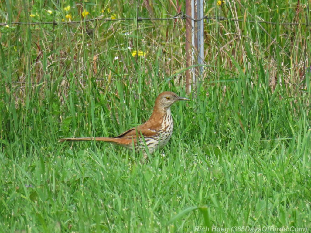 Y3-M07-Cloverland-Township-Brown-Thrasher-2