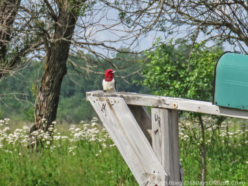 Y3-M07-Cloverland-Township-Red-Headed-Woodpecker-2