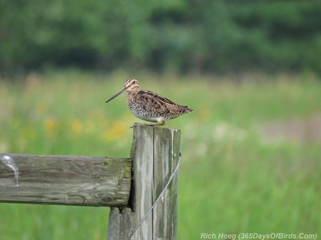 Y3-M07-Cloverland-Township-Wilsons-Snipe-1-Hawk-Flyover