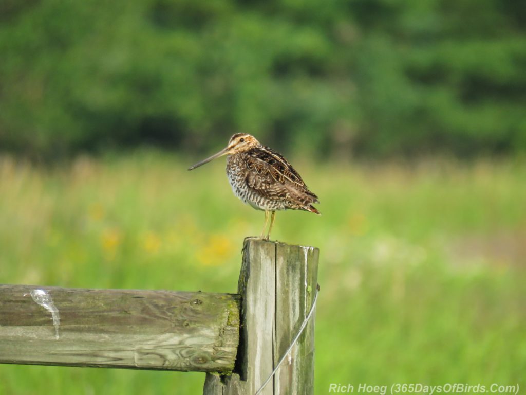 Y3-M07-Cloverland-Township-Wilsons-Snipe-2