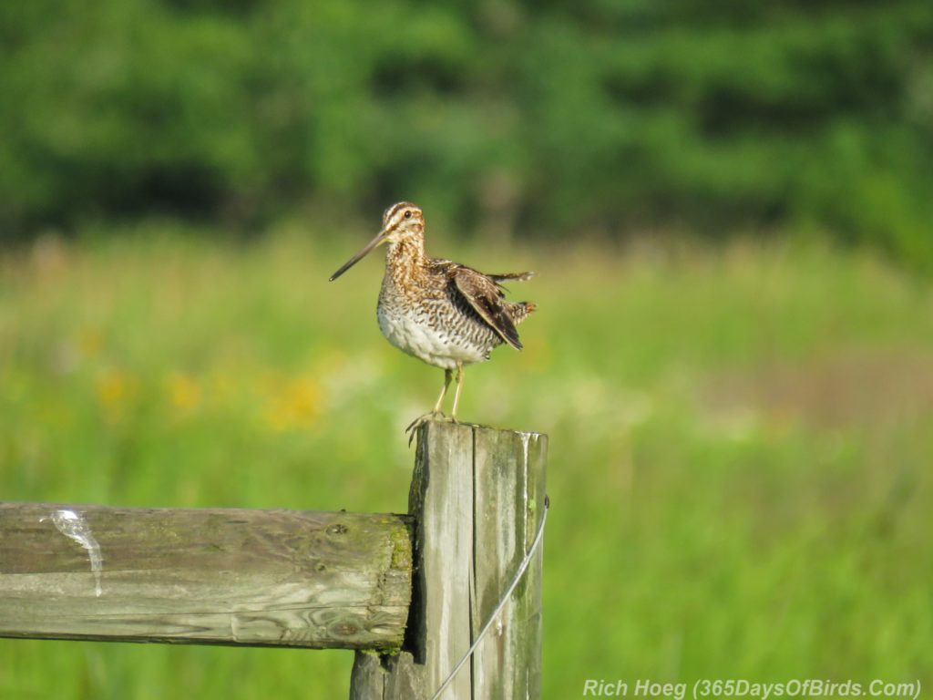 Y3-M07-Cloverland-Township-Wilsons-Snipe-3