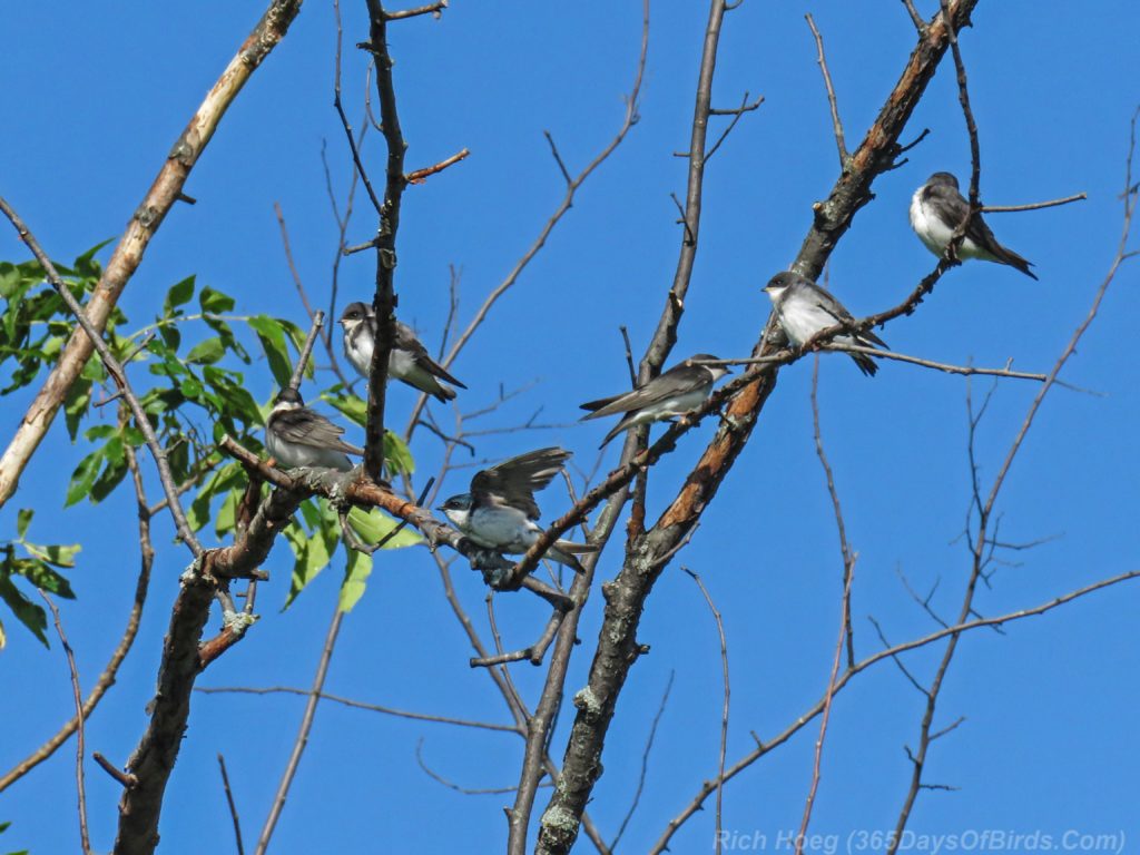 Y3-M07-Cloverland-Tree-Swallows-Tree