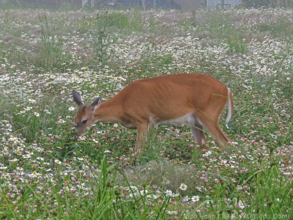 Y3-M07-Cloverland-White-Tailed-Deer-Fog