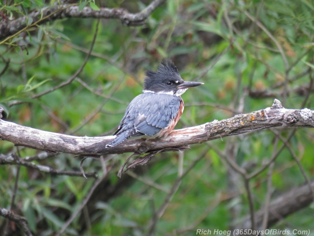 Y3-M07-Lester-River-Kingfisher