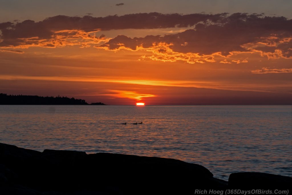 Y3-M07-Morning-Mergansers