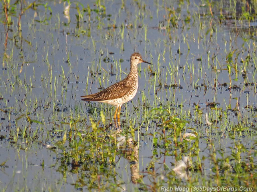 Y3-M07-Park-Point-Rec-Area-Lesser-Yellowlegs-1