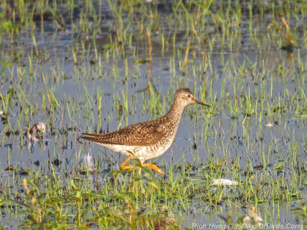 Y3-M07-Park-Point-Rec-Area-Lesser-Yellowlegs-2