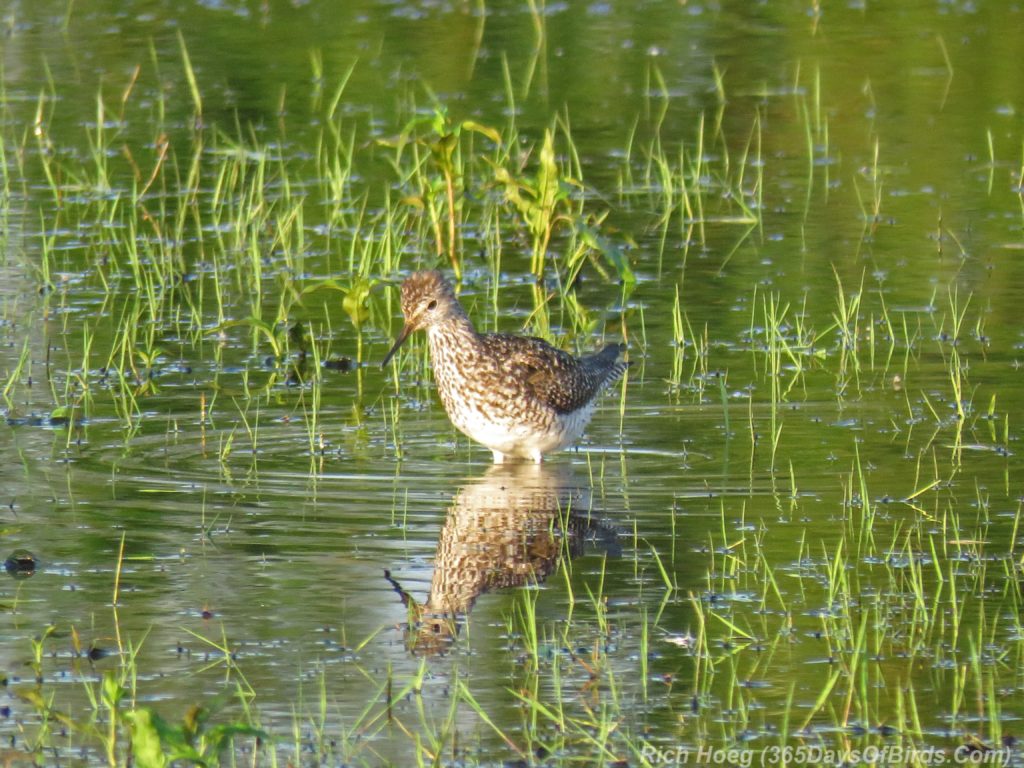 Y3-M07-Park-Point-Rec-Area-Lesser-Yellowlegs-3