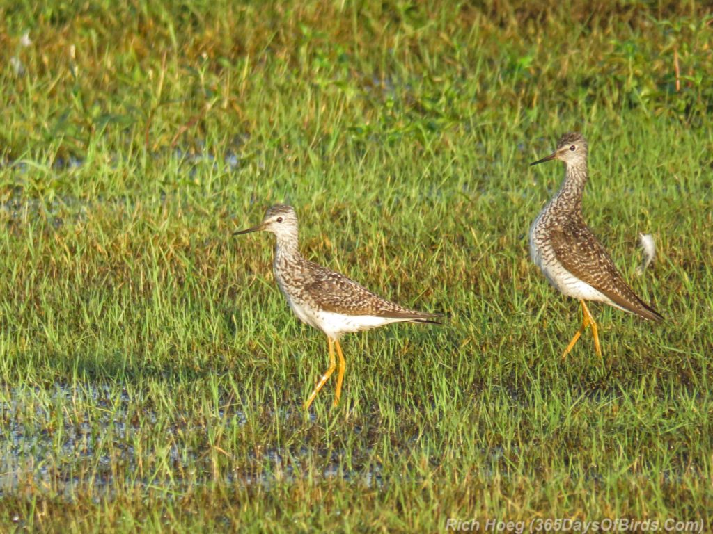 Y3-M07-Park-Point-Rec-Area-Lesser-Yellowlegs-6-pair