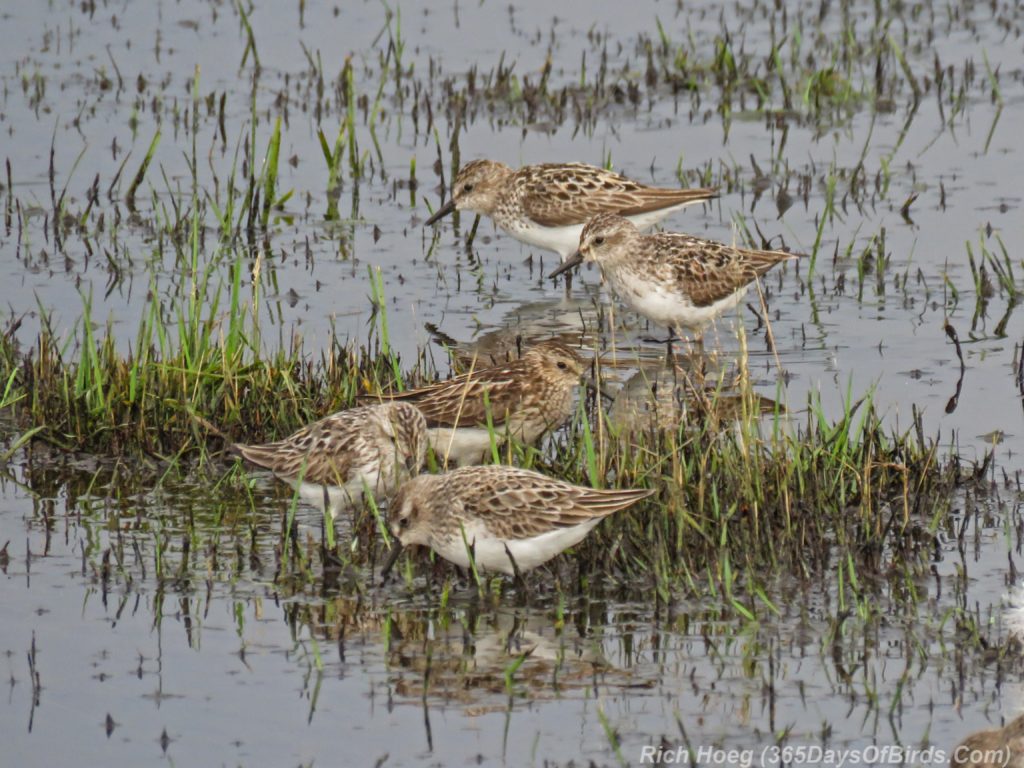 Y3-M07-Park-Point-Rec-Area-SemiPalmated-Sandpiper-Flock-1