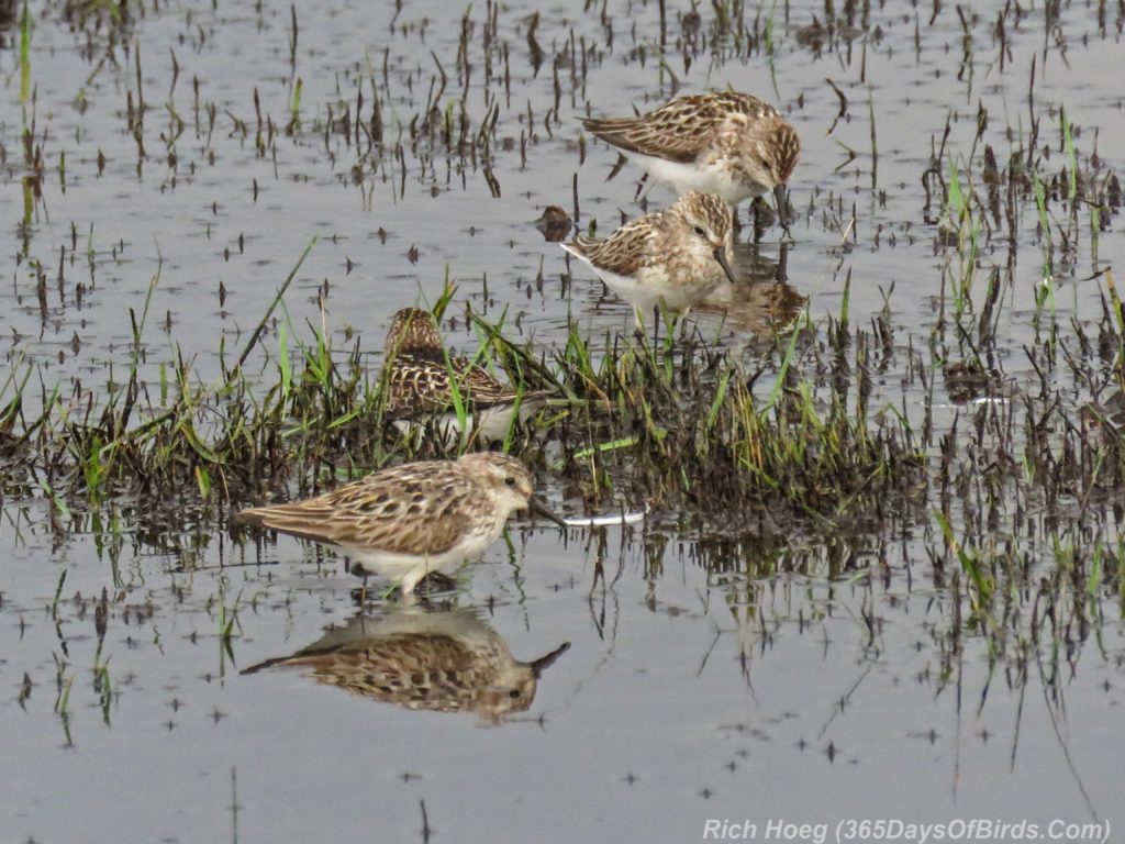 Y3-M07-Park-Point-Rec-Area-SemiPalmated-Sandpiper-Flock-2