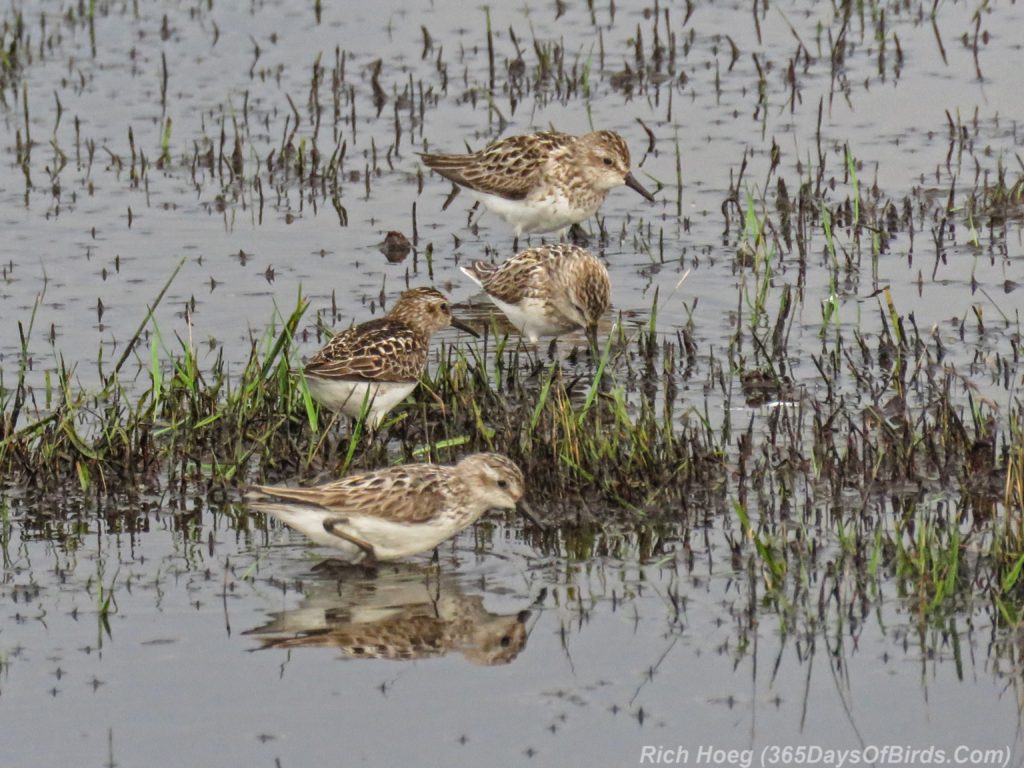 Y3-M07-Park-Point-Rec-Area-SemiPalmated-Sandpiper-Flock-3