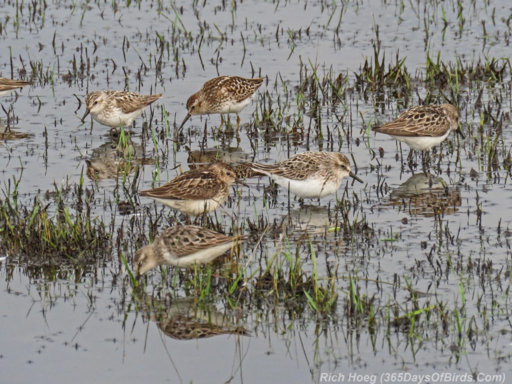 Y3-M07-Park-Point-Rec-Area-SemiPalmated-Sandpiper-Flock-4