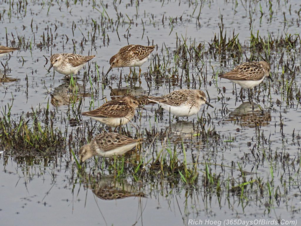 Y3-M07-Park-Point-Rec-Area-SemiPalmated-Sandpiper-Flock-4