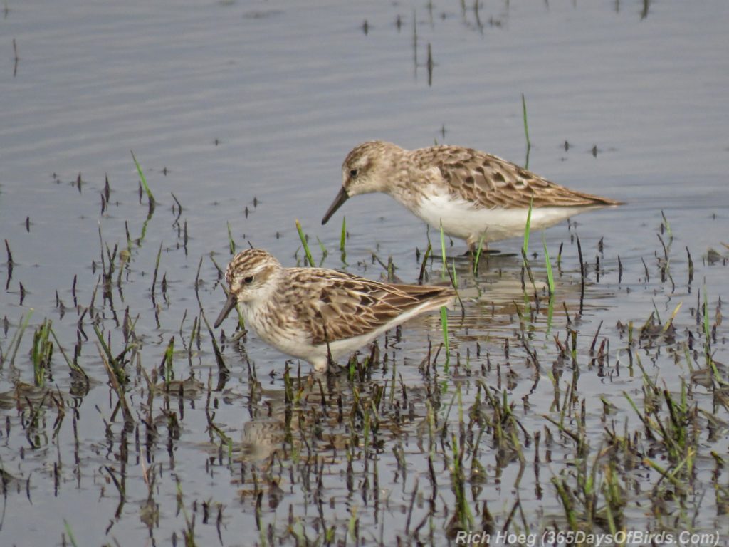 Y3-M07-Park-Point-Rec-Area-SemiPalmated-Sandpiper-Pair-1