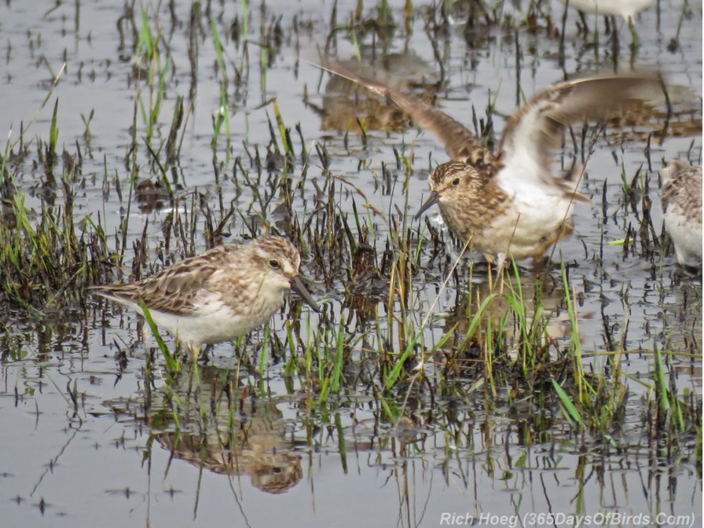 Y3-M07-Park-Point-Rec-Area-SemiPalmated-Sandpiper-Pair-2