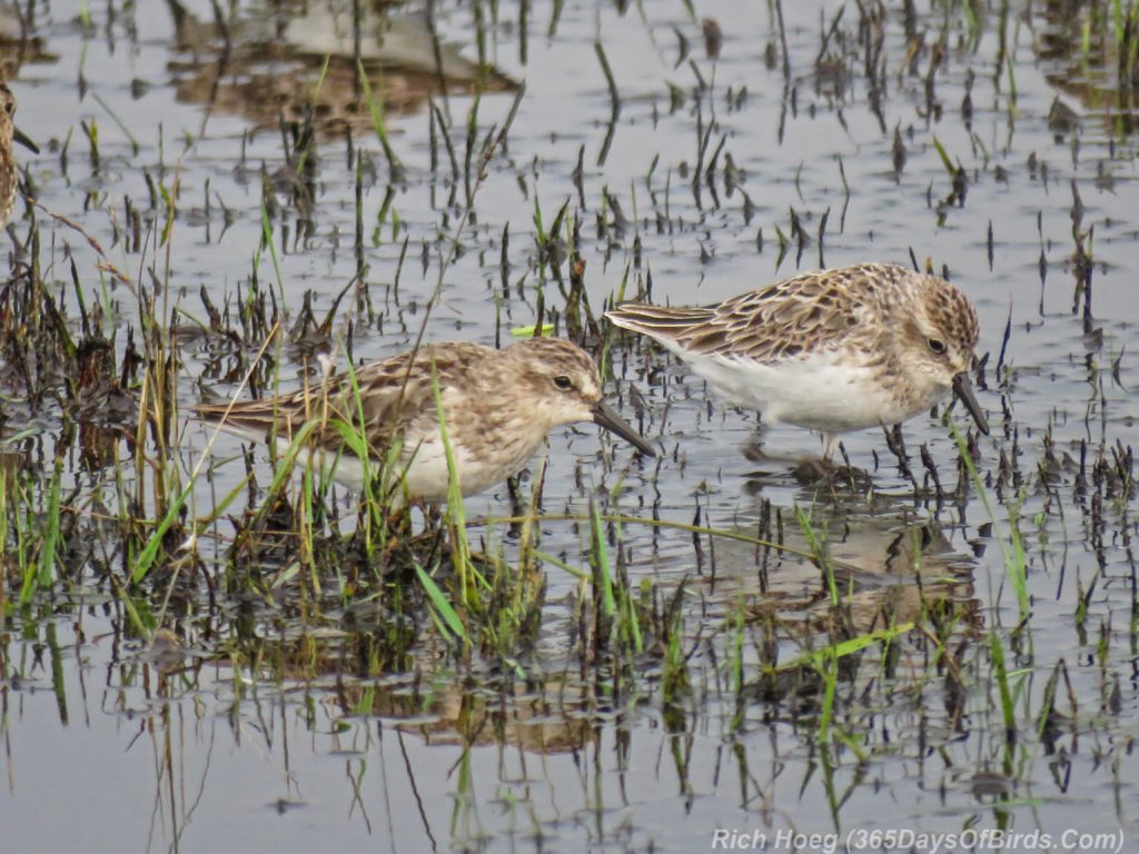 Y3-M07-Park-Point-Rec-Area-SemiPalmated-Sandpiper-Pair-3