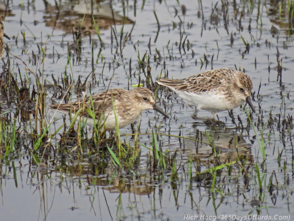 Y3-M07-Park-Point-Rec-Area-SemiPalmated-Sandpiper-Pair-3