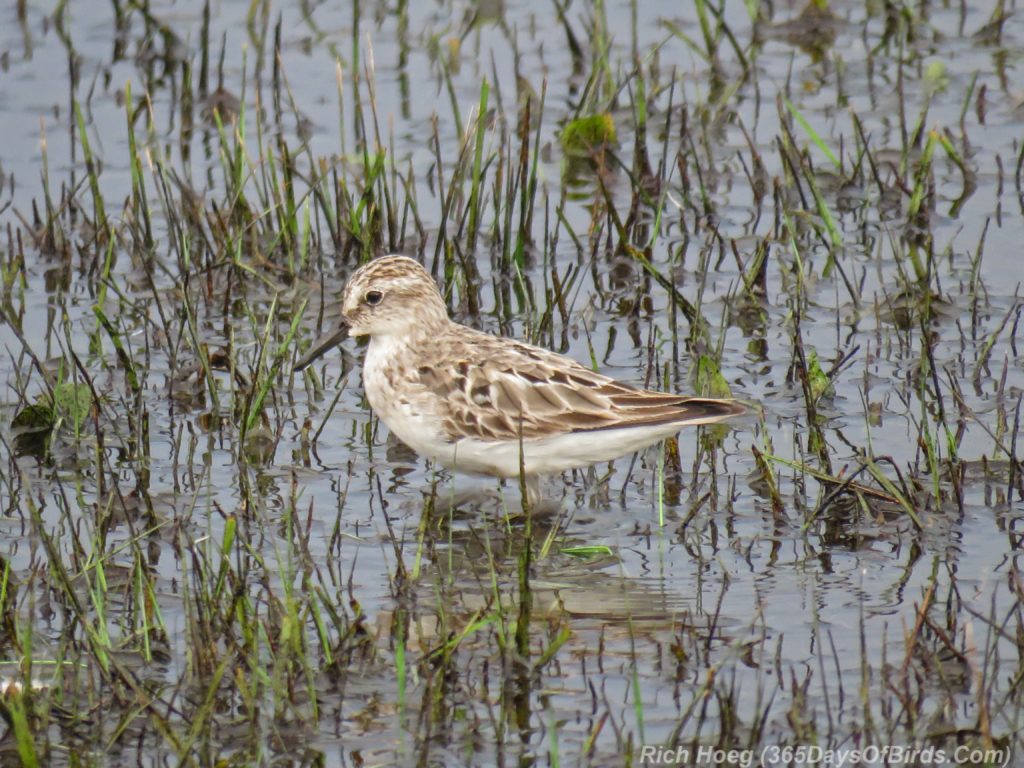 Y3-M07-Park-Point-Rec-Area-SemiPalmated-Sandpiper-Single-1