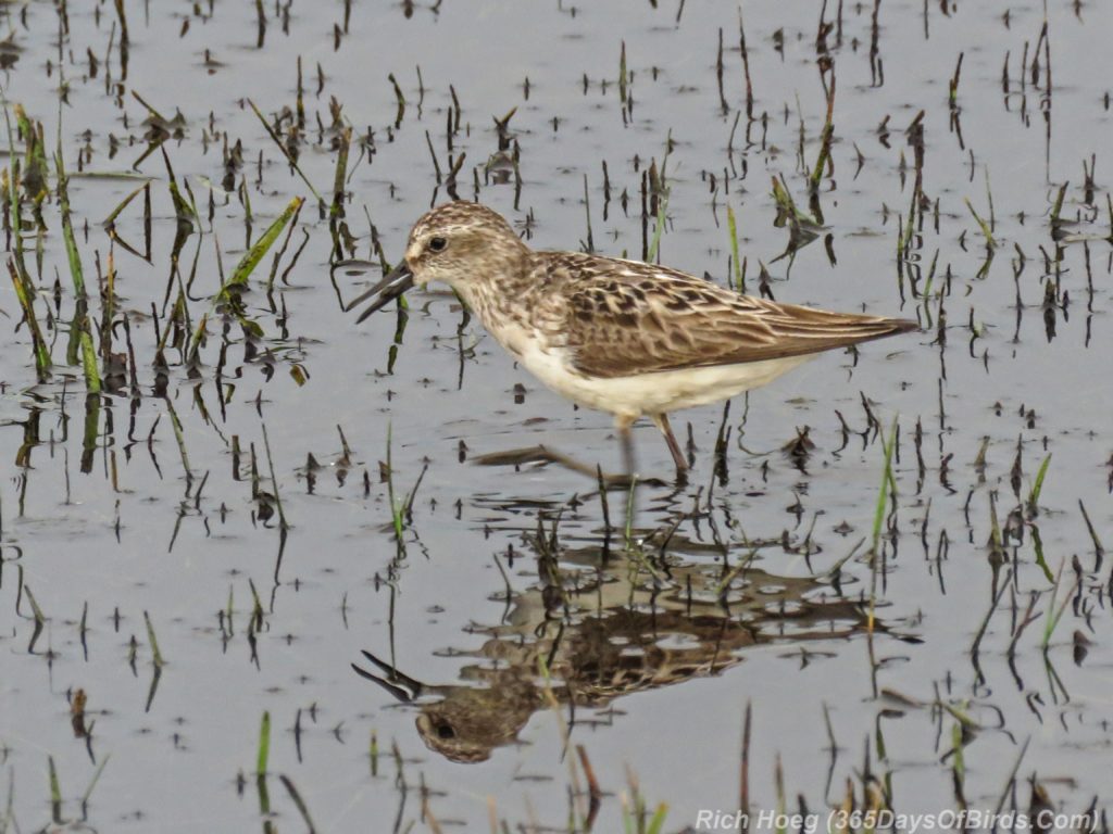 Y3-M07-Park-Point-Rec-Area-SemiPalmated-Sandpiper-Single-2-Feeding