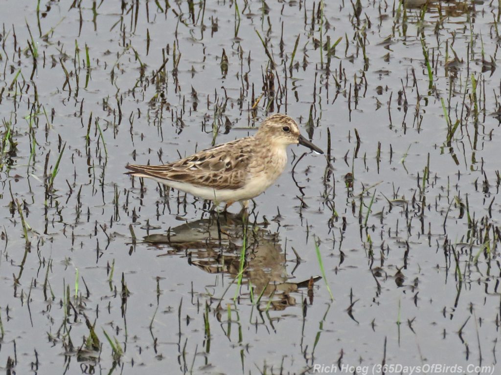 Y3-M07-Park-Point-Rec-Area-SemiPalmated-Sandpiper-Single-3-Water-Drop