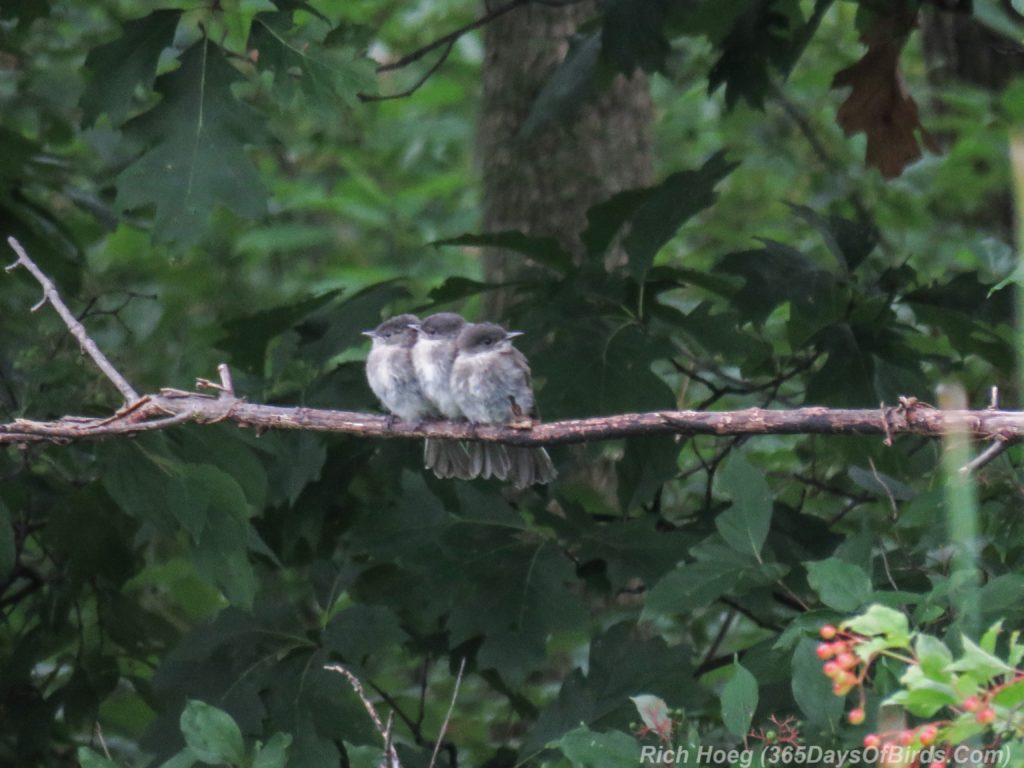 Y3-M07-Plymouth-Wetlands-Eastern-Phoebe-Kids-Trio