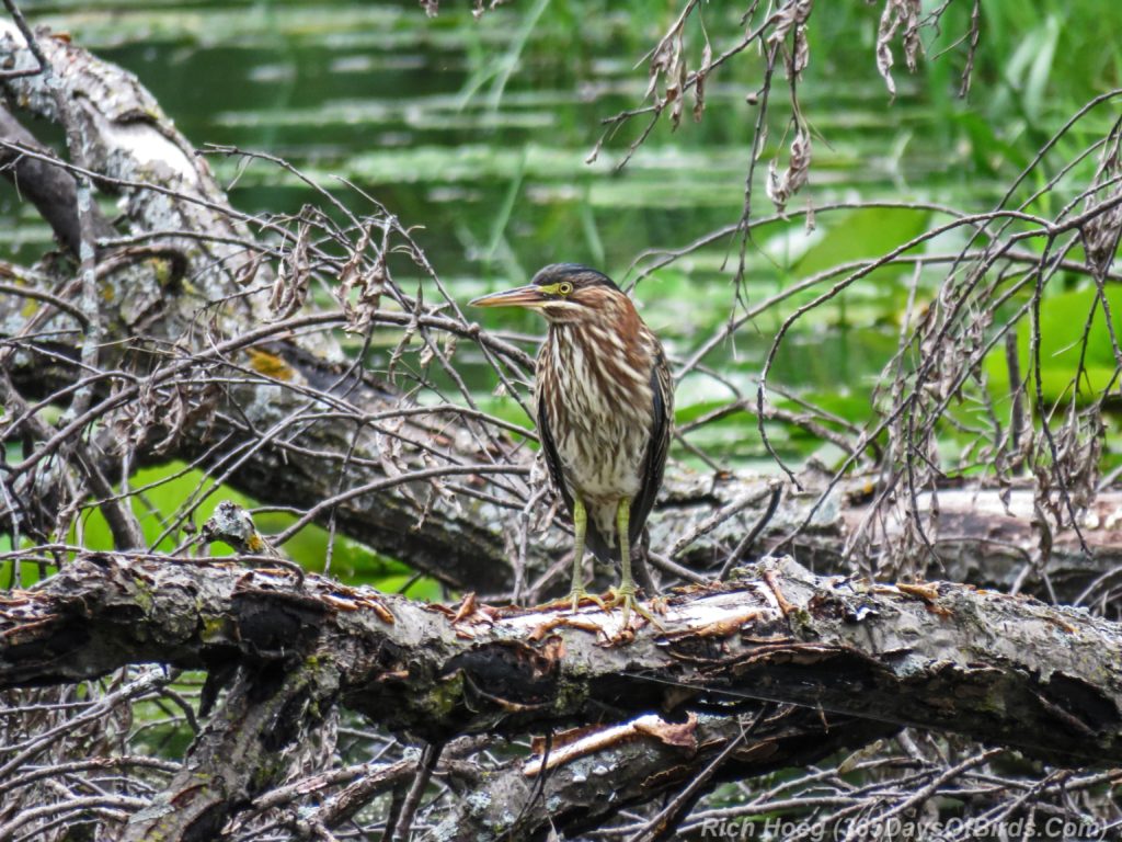 Y3-M07-Plymouth-Wetlands-Green-Heron-1