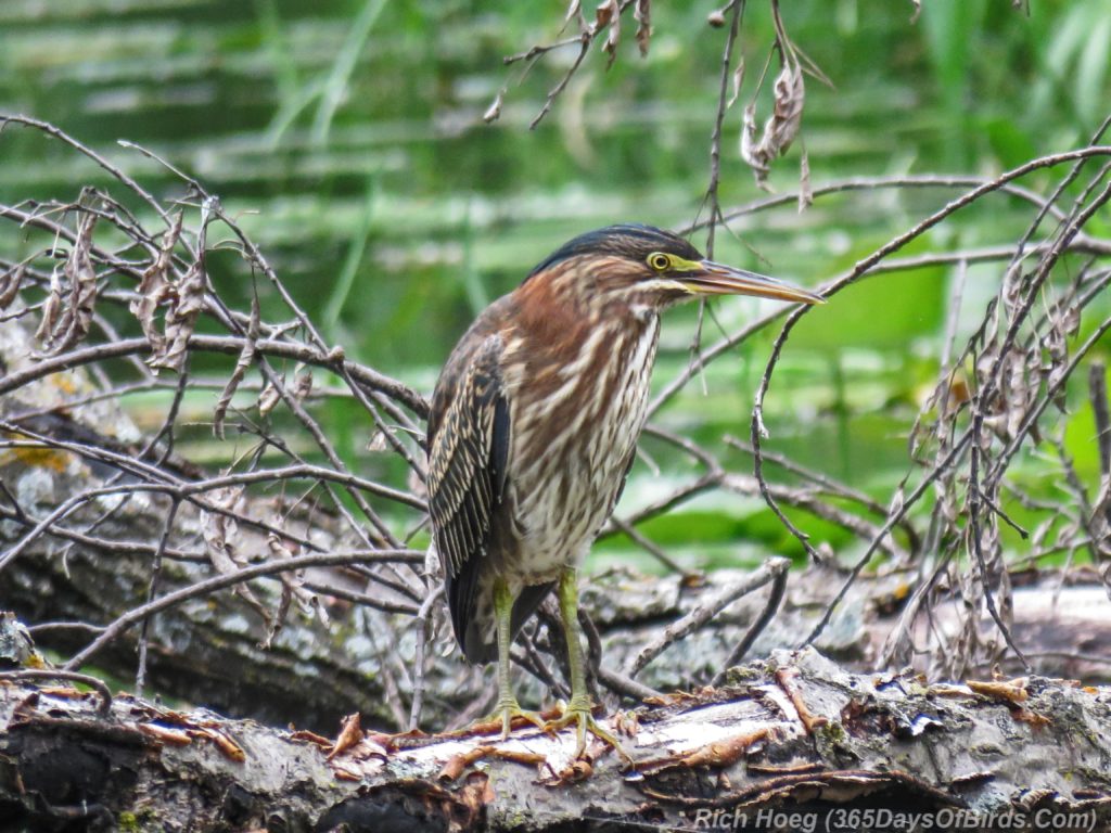 Y3-M07-Plymouth-Wetlands-Green-Heron-3