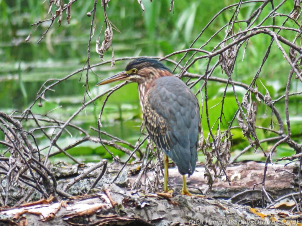 Y3-M07-Plymouth-Wetlands-Green-Heron-4