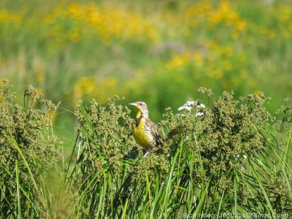 Y3-M07-Power-Outage-Cloverland-Meadowlark-5-wetlands-wildflowers