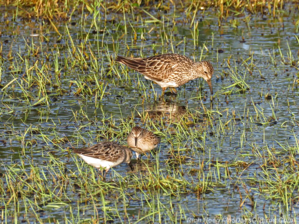 Y3-M07-Power-Outage-Shorebird-Least-Sandpiper-Lesser-Yellowlegs