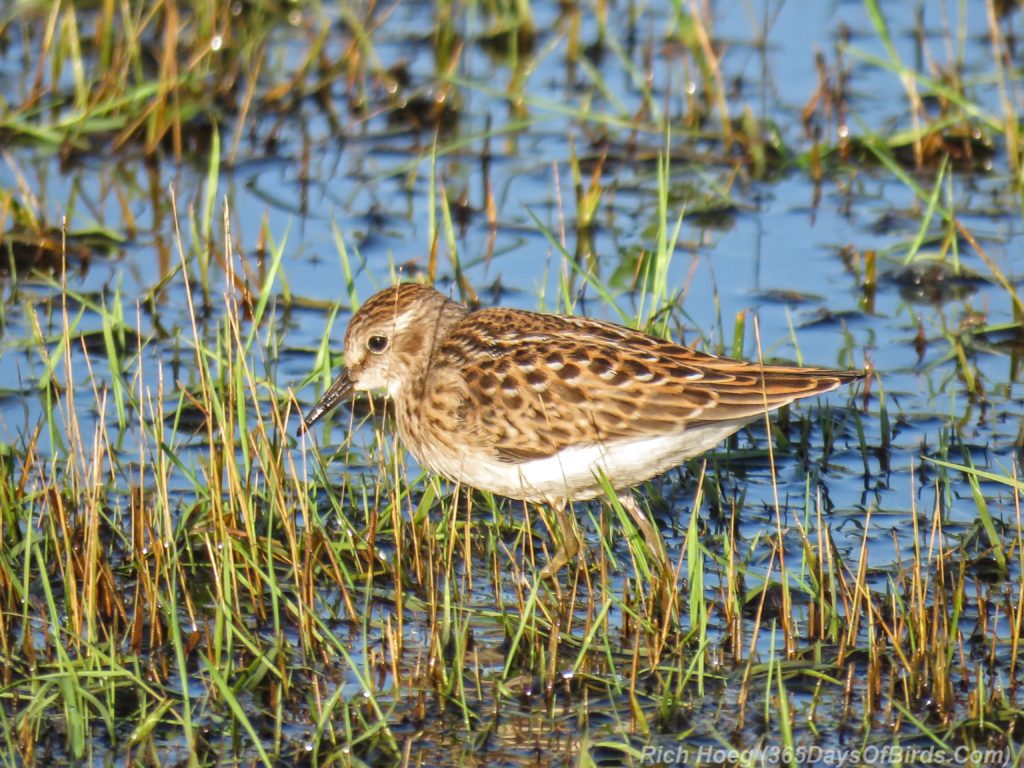 Y3-M07-Power-Outage-Shorebird-Least-Sandpiper