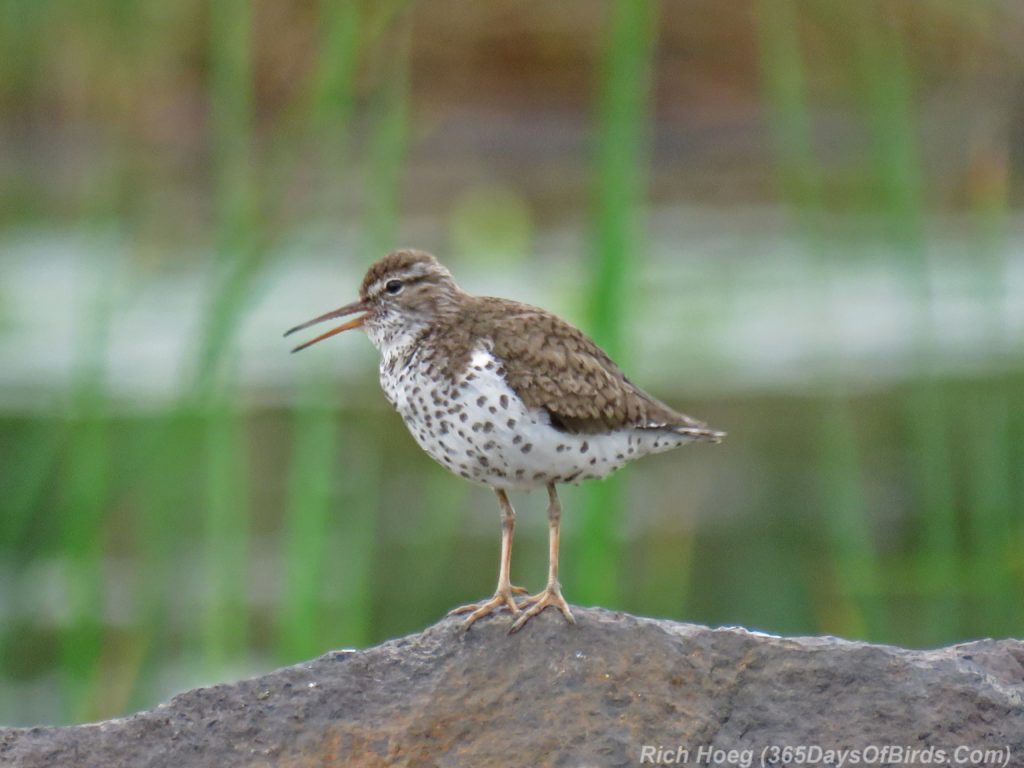 Y3-M07-Spotted-Sandpiper-1