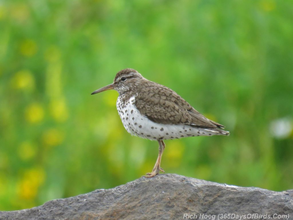 Y3-M07-Spotted-Sandpiper-2
