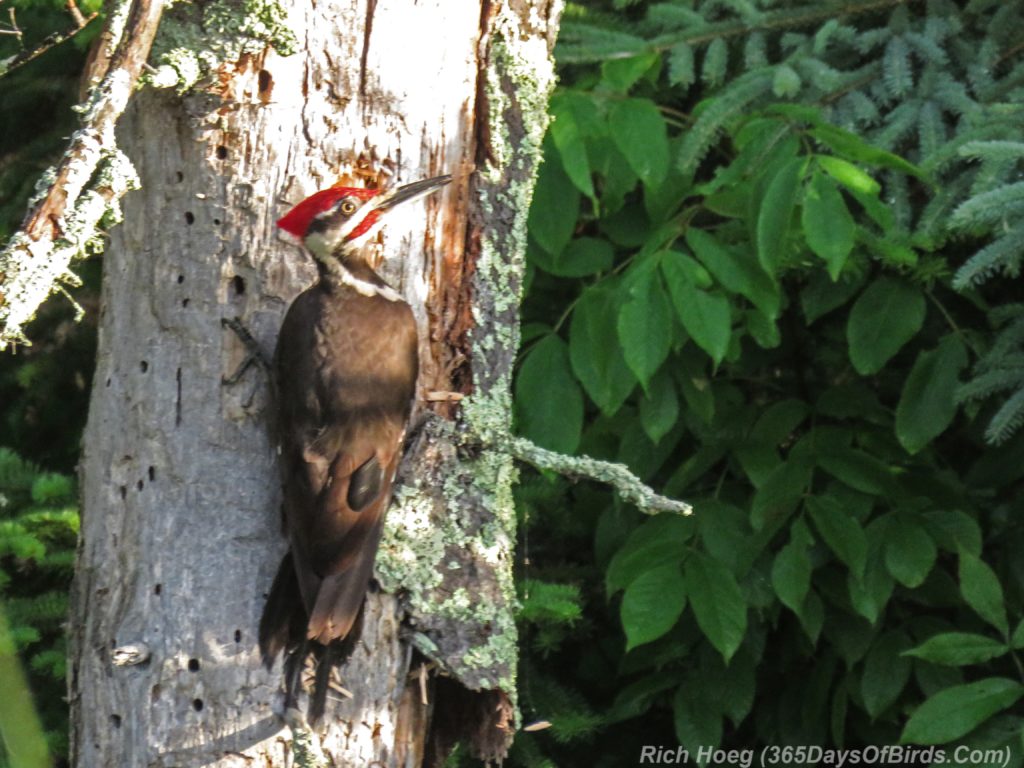 Y3-M07-Sunrise-Pileated-Woodpecker-1