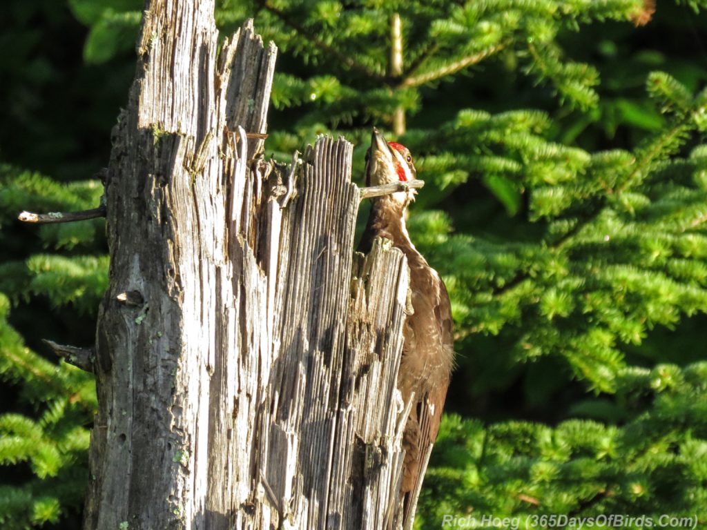 Y3-M07-Sunrise-Pileated-Woodpecker-2