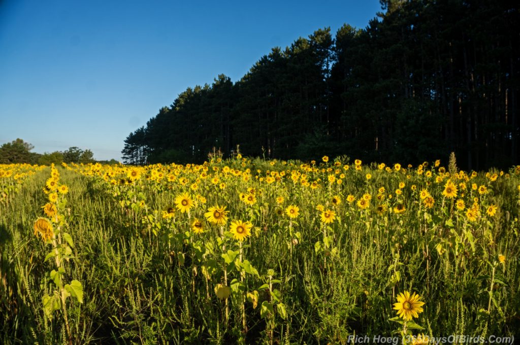 Summer-Sunflower-Sunrise